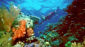 A tourist swims on the Great Barrier Reef in this undated file picture.