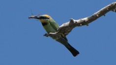 Rainbow Beeeater