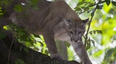 Florida Panthers Get Ahead of Human Hunters in Killing White-Tailed Deers