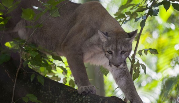 Florida Panthers Get Ahead of Human Hunters in Killing White-Tailed Deers