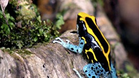 The vibrant blue and yellow poison dart frog (Dendrobates tinctorius). 