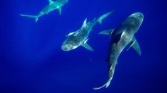 Sharks Frequenting Coastlines Revealed in Miami Study