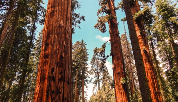 Get to Know about the Biodiversity in Redwood National Park Beyond  the World's Tallest Trees