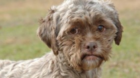 Dog With Human Face Up for Adoption in Indiana