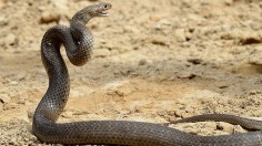Venom Gel from Venomous Snakes can Heal Wounds, Stop Severe Bleeding