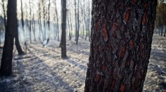 FRANCE-WEATHER-WILDFIRE-FIREFIGHTER