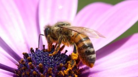 Pollinator-Friendly Solar: Do it for the Bees