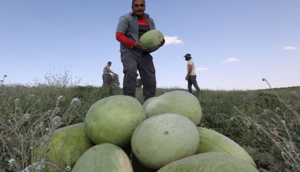 IRAQ-KURDS-AGRICULTURE