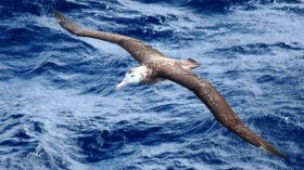 Tristan Albatross