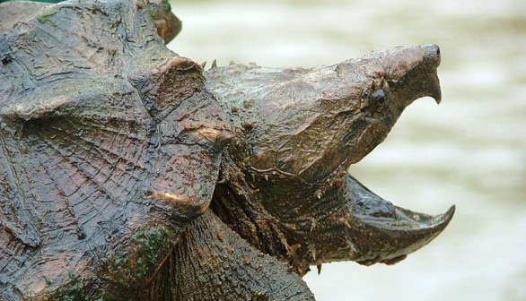 Large Alligator Snapping Turtle Hooked, Returned to Lake Cherokee by Texas Man