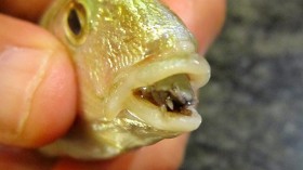Seabream Shipment with Parasitic Infestation of Tongue-Eating Lice Denied Port Entry