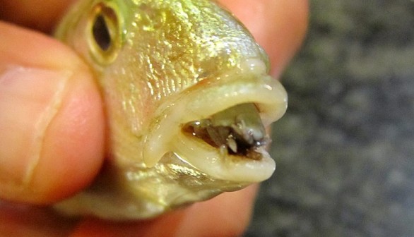 Seabream Shipment with Parasitic Infestation of Tongue-Eating Lice Denied Port Entry