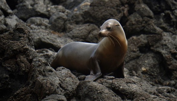 Endangered Sea Lion Facts: Threats, Conservation Status and Efforts