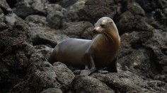 Endangered Sea Lion Facts: Threats, Conservation Status and Efforts
