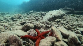 ITALY-DIVING-TOURISM-ARCHAEOLOGY-CULTURE