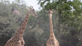 FRANCE-ANIMALS-ZOO-HEAT