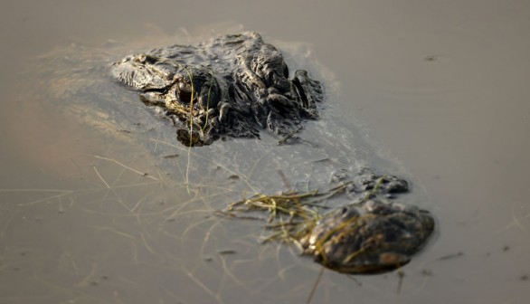 South Carolina alligator attack