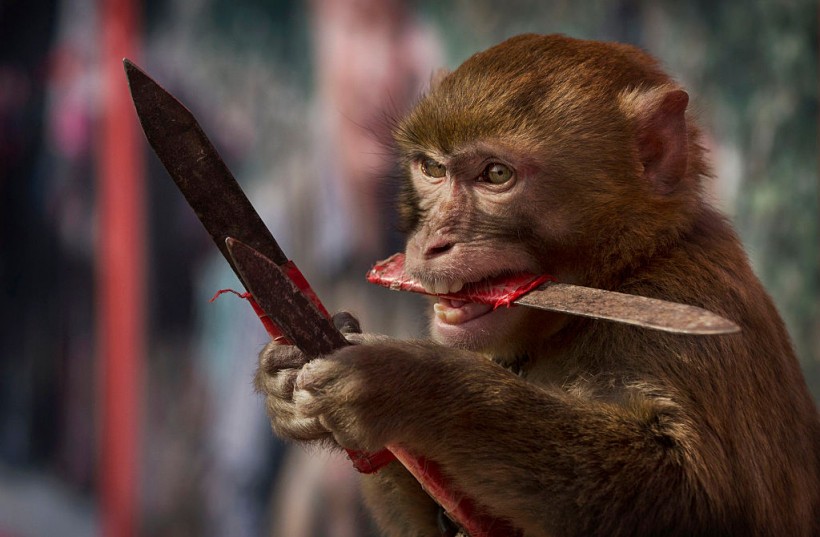 Monkey with knife