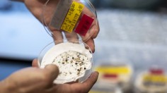 Viruses Hitchhike on Microplastics Across Freshwater - Research