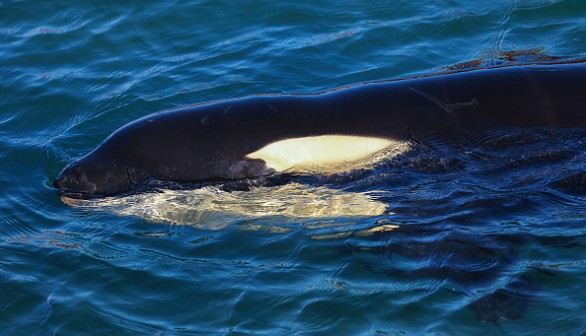 New Zealand Rescuers Work To Reunite Stranded Baby Orca With Pod