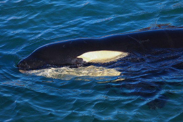 New Zealand Rescuers Work To Reunite Stranded Baby Orca With Pod