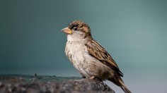 A House Sparrow (Passer domesticus) is p