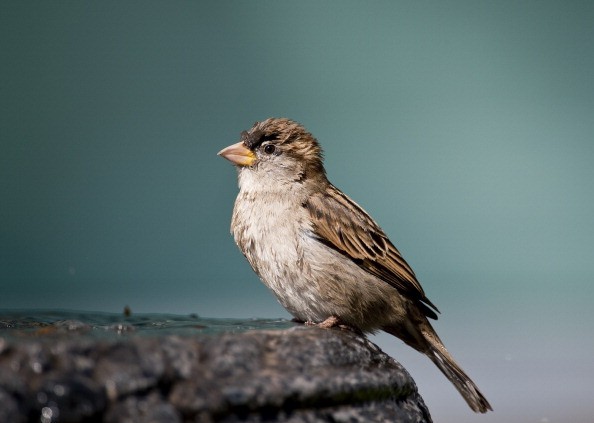 A House Sparrow (Passer domesticus) is p