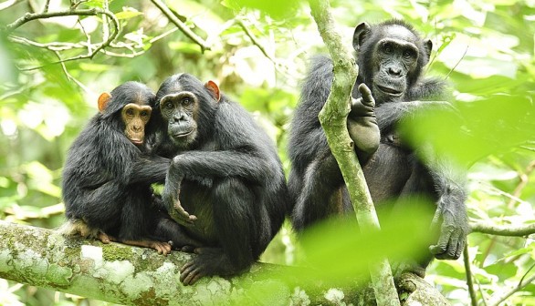 Rainforest Chimpanzees in Uganda Learn Digging Wells to Filter Drinking Water