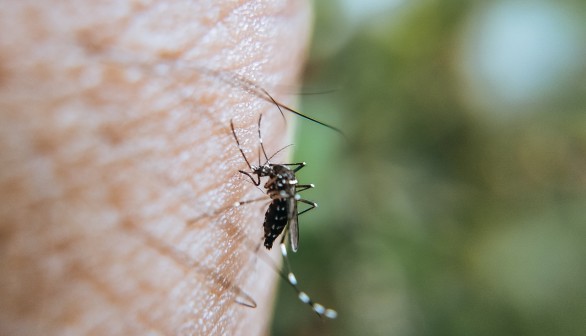 Mosquito Bite can be Trumped by Circadian Rhythm - Study Reveals