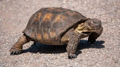 200 Desert Tortoises Up for Arizona Adoption Program