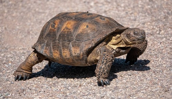 200 Desert Tortoises Up for Arizona Adoption Program