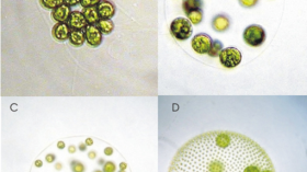 Cheating Algae: More Vulnerable to Environmental Stress, Study Reveals