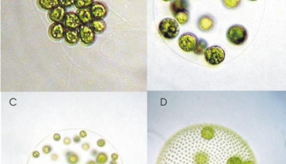 Cheating Algae: More Vulnerable to Environmental Stress, Study Reveals