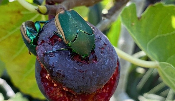 US-ENVIRONMENT-NATURE-INSECT-BEETLE