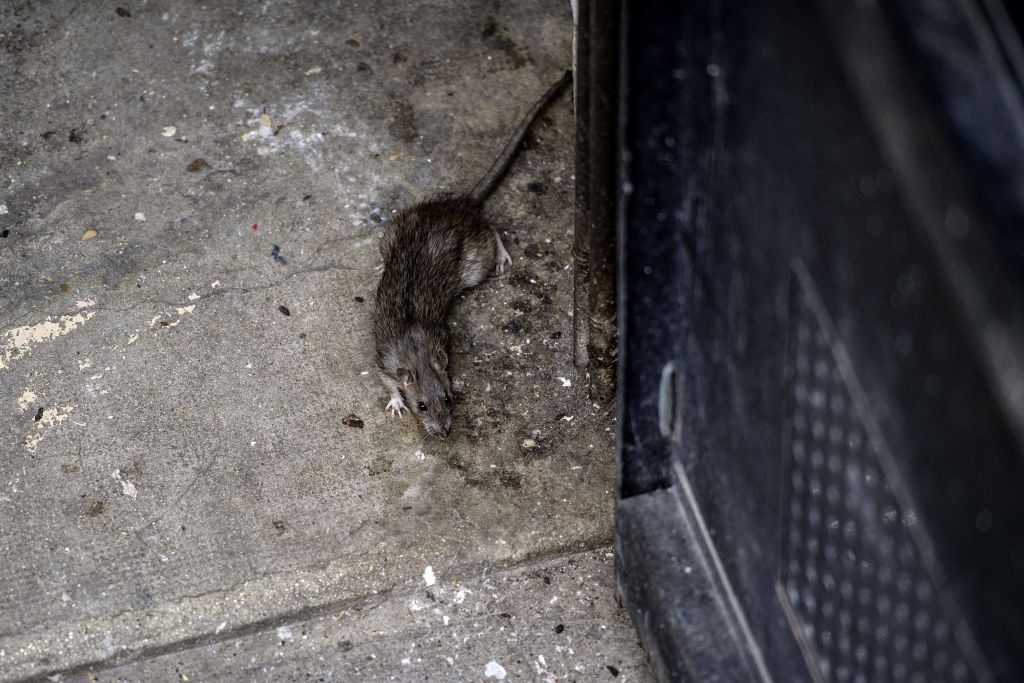 Child Detention Center In Ireland Crawling With Rats As Major   Rat Infestation 