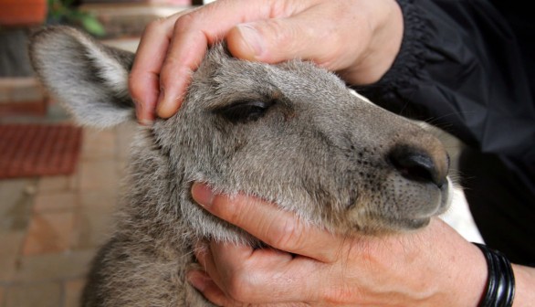 Baby Kangaroo Lives At Country Inn