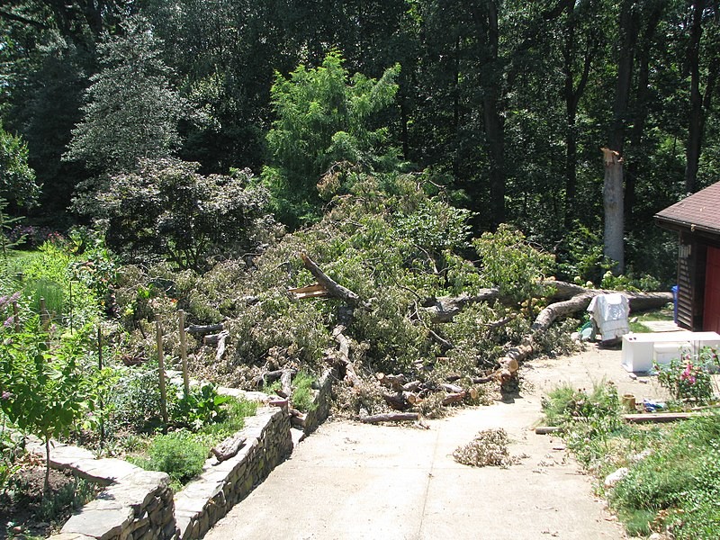 Downed tree in the aftermath of Derecho storm