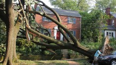 Tree and powerlines down in Woodley Park, Washington DC following June 29, 2012 derecho storm.