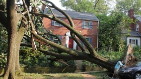 Tree and powerlines down in Woodley Park, Washington DC following June 29, 2012 derecho storm.