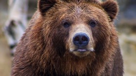 Man Survives Grizzly Attack in Wyoming