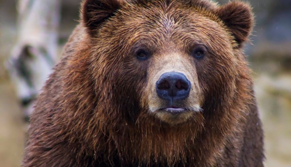 Man Survives Grizzly Attack in Wyoming