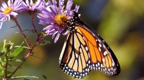 Monarch butterfly