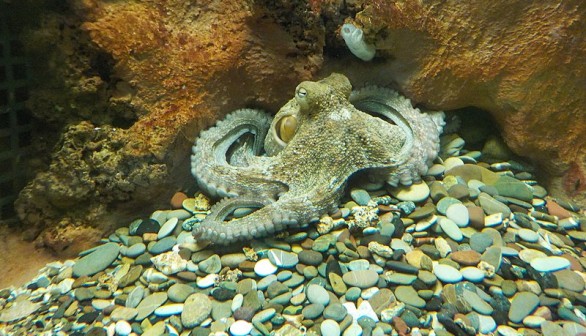 Octopus vulgaris (Common Octopus) 