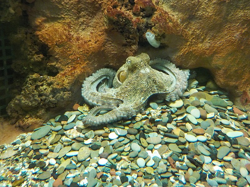 Octopus vulgaris (Common Octopus) 
