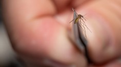 Mosquitos In Kentucky Are Tested After West Nile Virus Found In Area