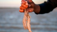 COLOMBIA-FISHING-SHRIMPS