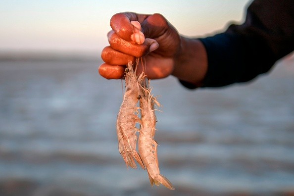 COLOMBIA-FISHING-SHRIMPS
