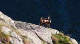 Chamois goats