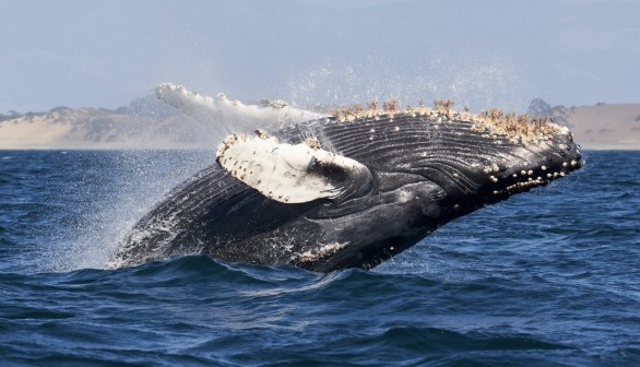 Climate Change, GHG Chase Humpback Whales Away from Hawaii Waters