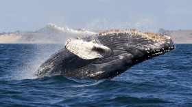 Climate Change, GHG Chase Humpback Whales Away from Hawaii Waters